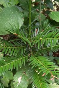 <i>Taxus baccata</i>