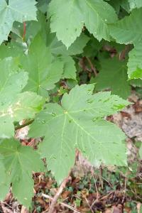 <i>Acer pseudoplatanus</i>