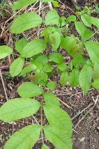 <i>Juglans regia</i>