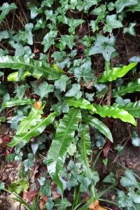 <i>Asplenium scolopendrium</i>