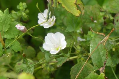 <i>Convolvulus arvensis</i>