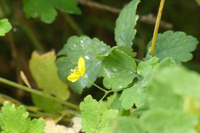 <i>Chelidonium majus</i>
