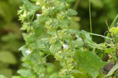 <i>Melissa officinalis</i>