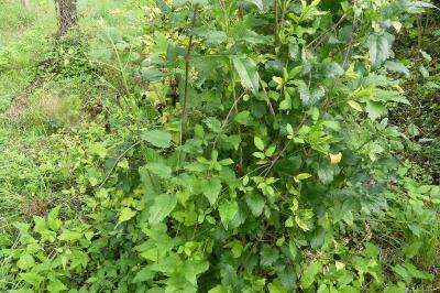 <i>Clematis vitalba</i>