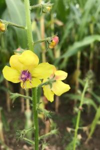 <i>Verbascum blattaria</i>