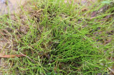 <i>Pilularia globulifera</i>