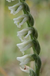 <i>Spiranthes spiralis</i>