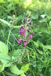 <i>Stachys sylvatica</i>