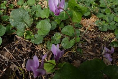 <i>Cyclamen hederifolium</i>