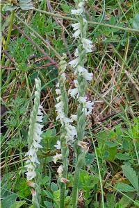 <i>Spiranthes spiralis</i>