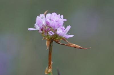 <i>Armeria arenaria</i>