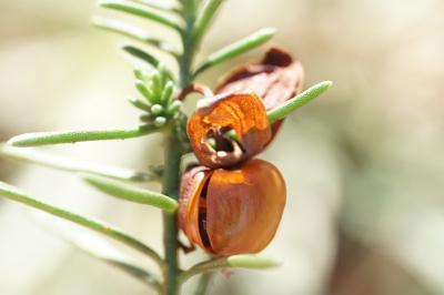 <i>Fumana procumbens</i>