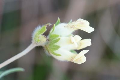 <i>Anthyllis vulneraria</i>