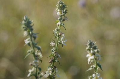 <i>Verbascum lychnitis</i>