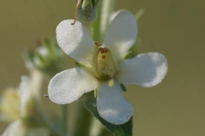 <i>Verbascum lychnitis</i>