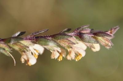 <i>Odontites jaubertianus</i>
