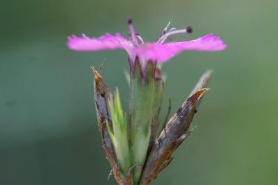 <i>Dianthus carthusianorum</i>
