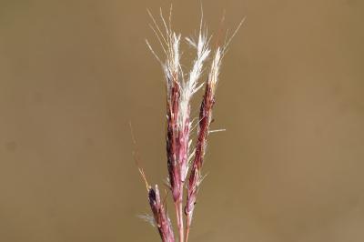 <i>Bothriochloa ischaemum</i>