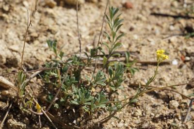 <i>Alyssum montanum</i>