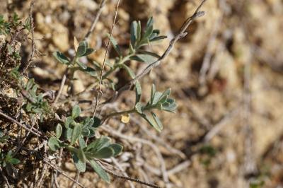 <i>Alyssum montanum</i>