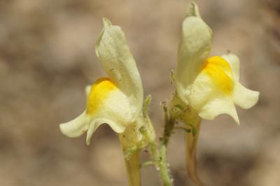 <i>Linaria supina</i>