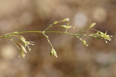 <i>Silene otites</i>