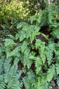 <i>Polypodium vulgare</i>
