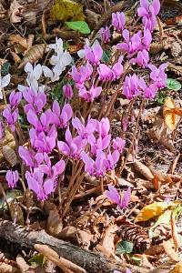 <i>Cyclamen hederifolium</i>