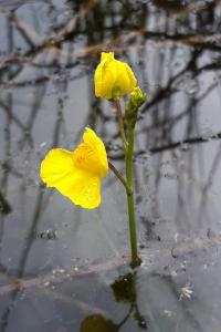 <i>Utricularia neglecta</i>