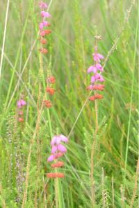 <i>Erica ciliaris</i>
