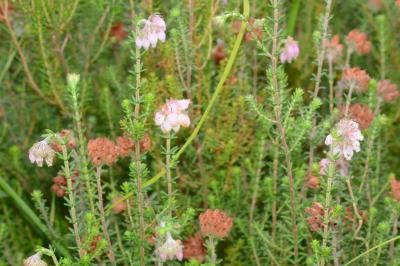 <i>Erica tetralix</i>