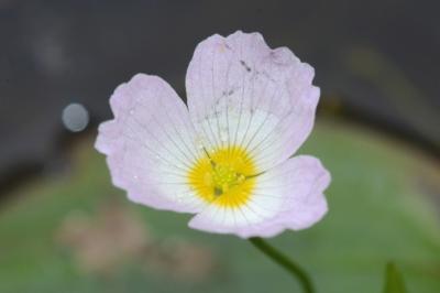 <i>Baldellia repens</i>