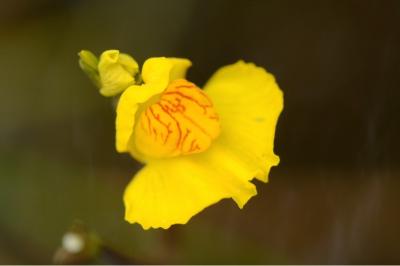 <i>Utricularia neglecta</i>