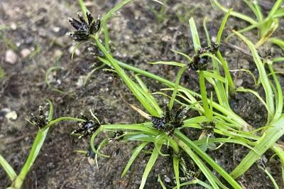 <i>Cyperus fuscus</i>