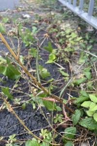 <i>Lactuca saligna</i>