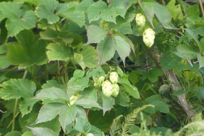 <i>Humulus lupulus</i>