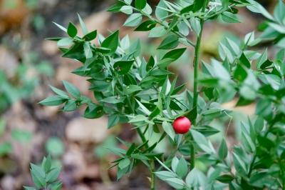<i>Ruscus aculeatus</i>