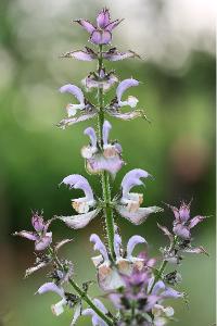 <i>Salvia sclarea</i>