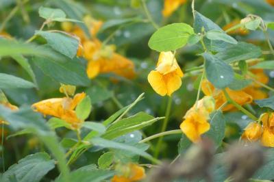 <i>Impatiens capensis</i>
