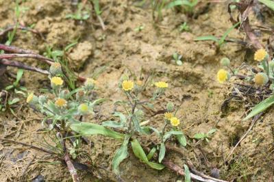 <i>Pulicaria vulgaris</i>