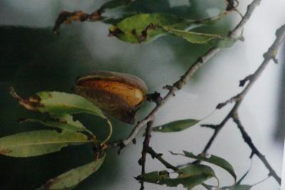 <i>Prunus dulcis</i>