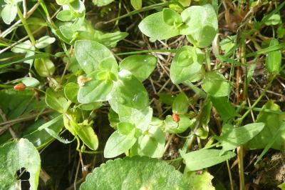 <i>Lysimachia arvensis</i>
