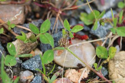 <i>Trifolium glomeratum</i>