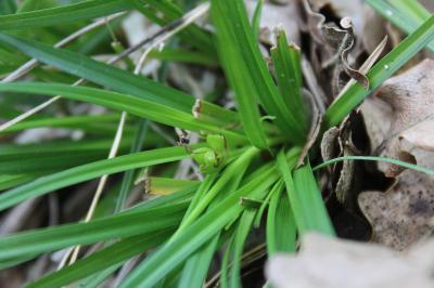 <i>Carex halleriana</i>