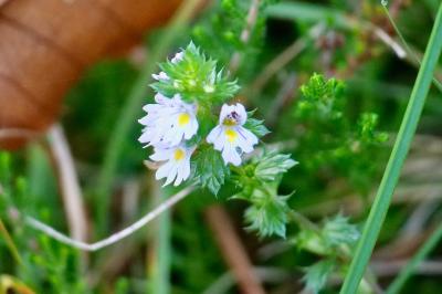 <i>Euphrasia</i>