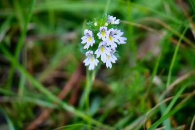 <i>Euphrasia</i>