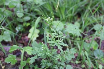 <i>Cardamine flexuosa</i>