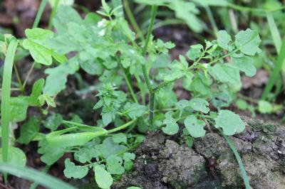 <i>Cardamine flexuosa</i>
