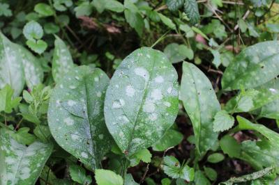 <i>Pulmonaria affinis</i>