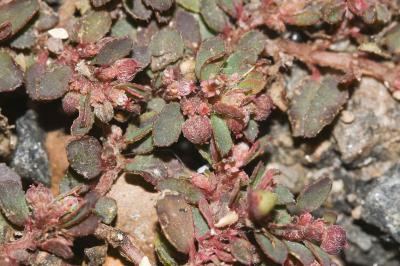 <i>Euphorbia maculata</i>